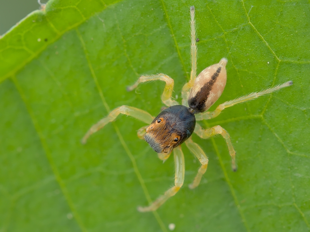 Hypaeus frontosus