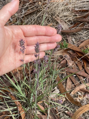 Eragrostis elongata observed 2025-09-15