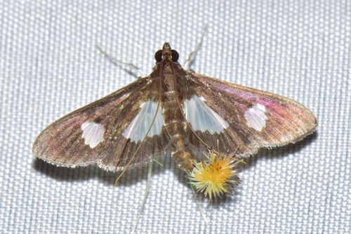 Diaphania exclusalis