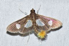 Diaphania exclusalis