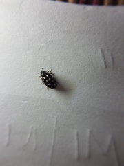 Paranovelsis punctatus