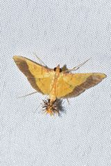 Desmia flavalis
