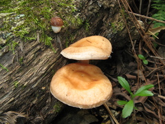 Lentinula