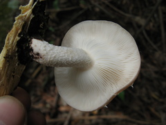 Lentinula