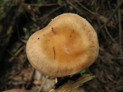 Lentinula
