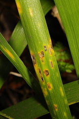 Puccinia iridis