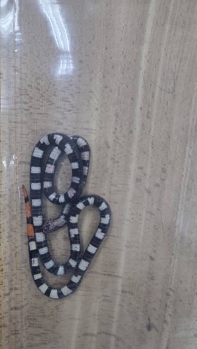 Banded Malaysian Coralsnake