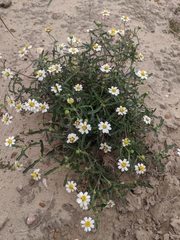 Melampodium cinereum