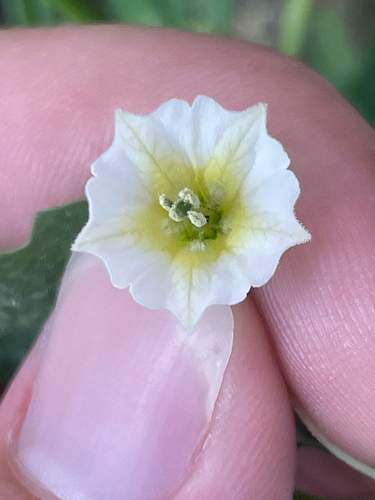 Physalis angulata iNat (2)