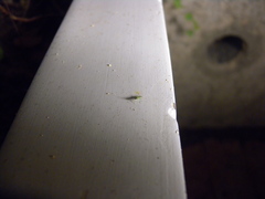 Cyrtorhinus lividipennis