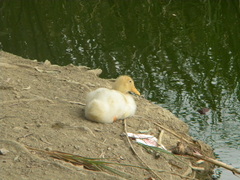 Anas platyrhynchos domesticus