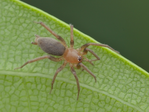 Zimiromus syenus