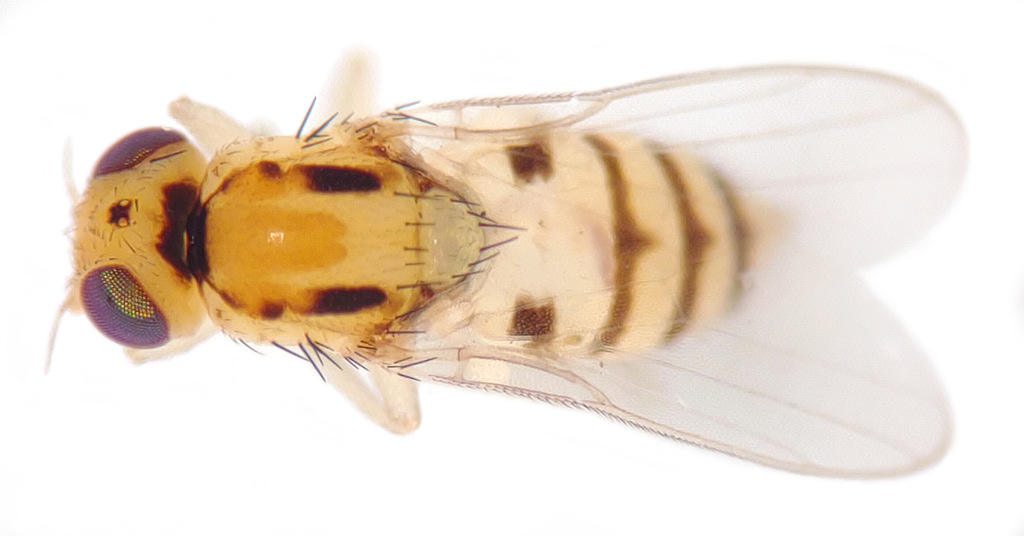 Eugaurax hydrocotyles
