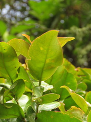 Prunus buxifolia