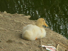 Anas platyrhynchos domesticus