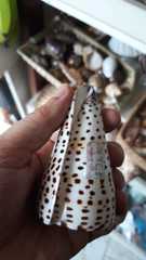 Conus litteratus