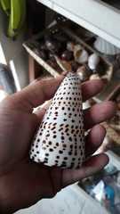 Conus litteratus