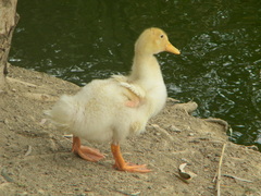 Anas platyrhynchos domesticus