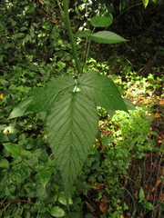 Rubus glaucus