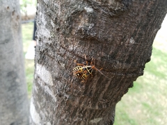 Pachylis nervosus