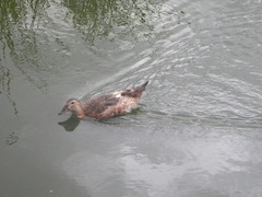Anas platyrhynchos domesticus