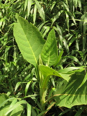 Verbesina crassiramea