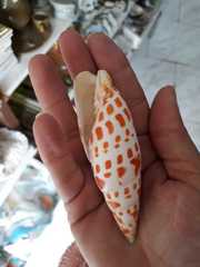 Mitra mitra