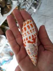 Mitra mitra