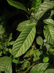 Frangula sphaerosperma