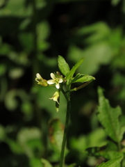 Cardamine ovata