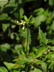 Cardamine ovata