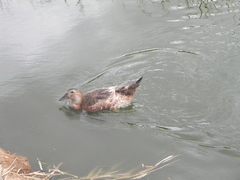 Anas platyrhynchos domesticus