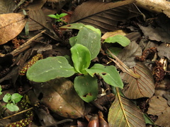 Stenorrhynchos albidomaculatum