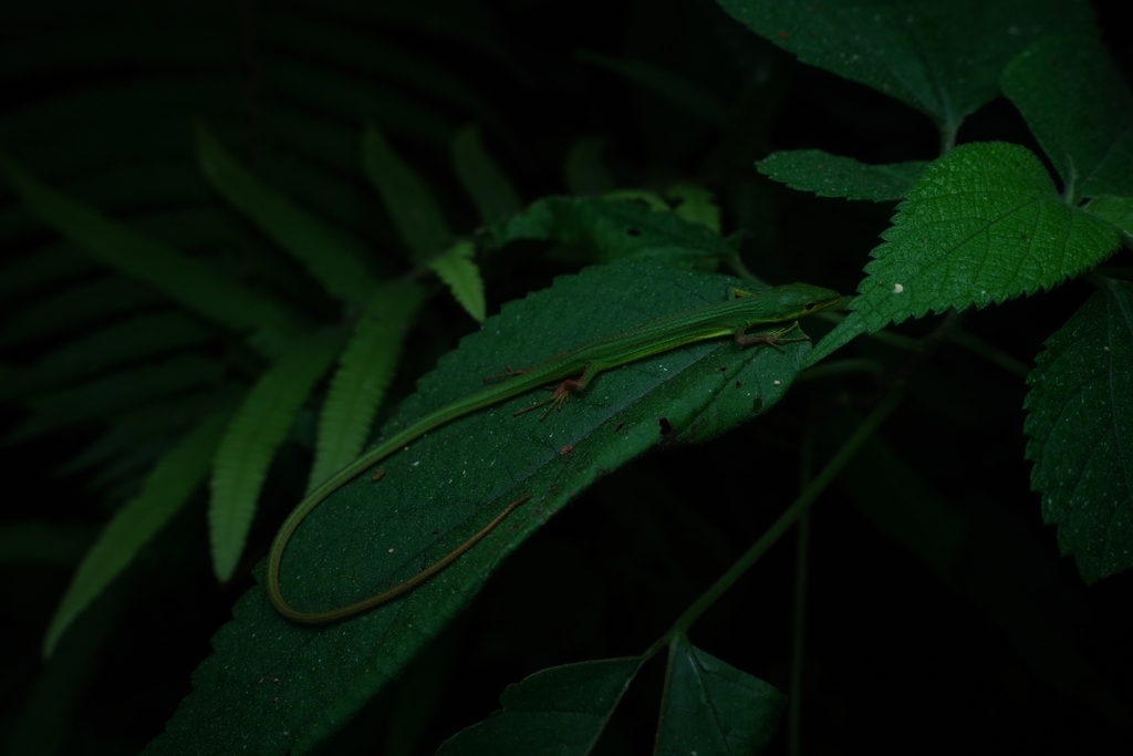 Miyako Grass Lizard