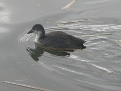 Fulica atra