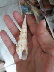 Terebra