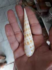Terebra