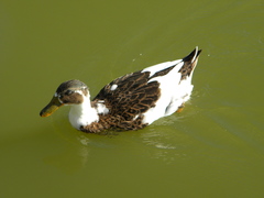 Anas platyrhynchos domesticus