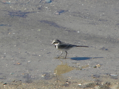Motacilla alba