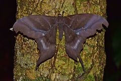 Paradaemonia platydesmia