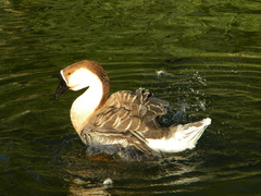 Anser cygnoides domesticus