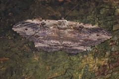 Anisoneura aluco