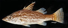 Forktail Lates photo 3