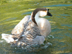 Anser cygnoides domesticus
