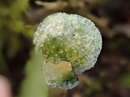 Hypomyces leotiicola