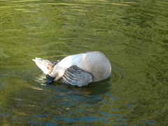 Anser cygnoides domesticus