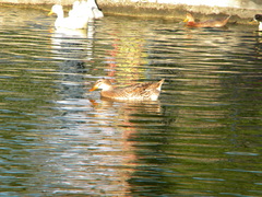 Anas platyrhynchos domesticus
