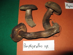 Porphyrellus