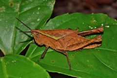 Colpolopha latipennis