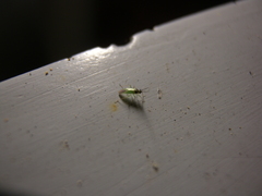 Cyrtorhinus lividipennis